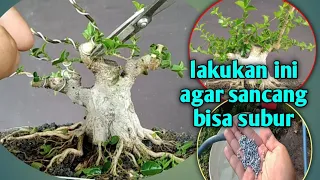 cara memupuk dan seleksi tunas bonsai sancang