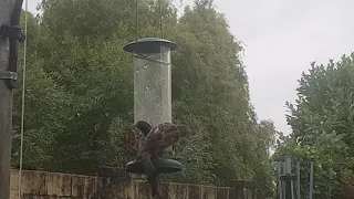 Feeding Birds / Cloudy & Windy Day