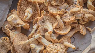 Cleaning Hedgehog Mushrooms