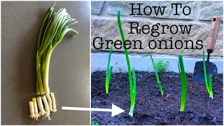 How To Regrow and Plant Green Onions