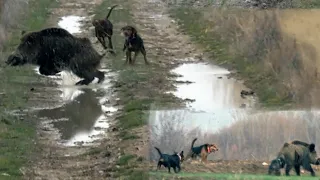 EN İYİ 100%100 AKSİYON! DOMUZUN ZOR ANLARI VE SELÇUK POSLU-Dogs' struggle with wild boar