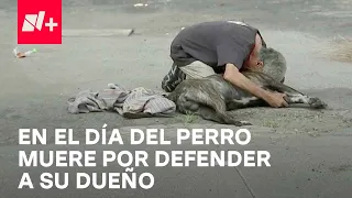 Día del perro: El caso de ‘Zeus’, perrito que se sacrificó por su dueño en asalto - En Punto