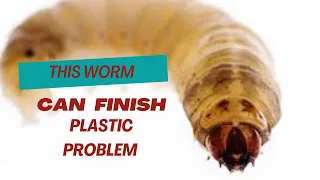 Plastic can be Decomposed by this worm! #waxworms #endplasticpollution