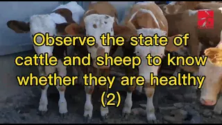 Observe the state of cattle and sheep to know whether they are healthy (2)