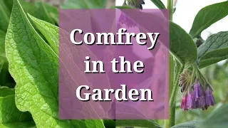 Comfrey in the Garden