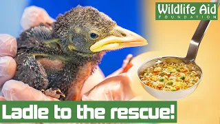 Baby bird rescued... with a SOUP LADLE!