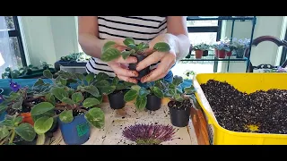 Repotting Lots of AFRICAN VIOLET PLANTLETS into Fresh New SOIL - Lots of Fun!!!