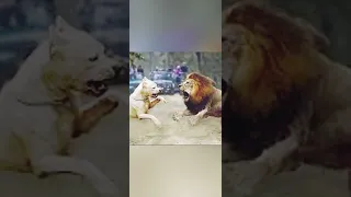 Pitbull terrier🆚 lion real fight