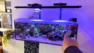 Reef Tank Update June 2023 - Waterbox 105.4 Frag Saltwater Aquarium Reef Tank Update & Tank Tour