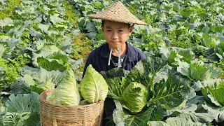 The poor boy harvests cabbage to sell at the market, takes care of rabbits, the life of an orphan.