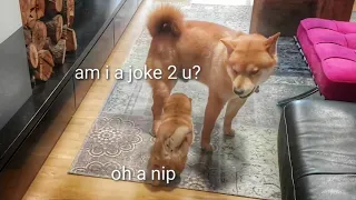 AMGERY daddo - the return Ep10 / Shiba Inu puppies (with captions)