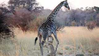 Wildlife Brave Giraffe Kick Five Lion To Save Baby