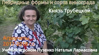 Виноград Князь Трубецкой- участок Пузенко Натальи Лариасовны