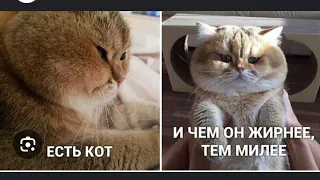 😆Улетные приколы с котами и др.животными,подними себе настроение 👍       funny animals, cats, dogs.