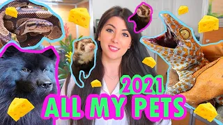 ALL MY PETS 2021! | EMZOTIC