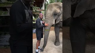 The World’s Biggest Elephant #shorts