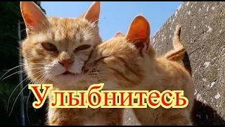 Кошки|Приколы с котами| Добрый позитив| Видео про котов| Животные|Создай себе хорошее настроение