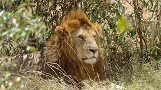 Safari in masai mara Kenya 2018