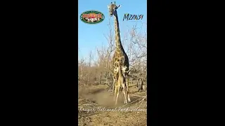 Mother Giraffe tries to Protect Baby from Hungry Lions - Kruger Wildlife Sightings