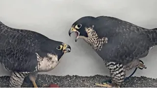 San Jose CH Falcons: Intruder invades nest 😲 minutes after Hartley lays egg #1🥚 2024 Mar 23