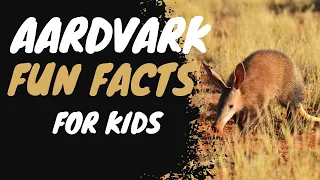 🌟 Aardvark Fun Facts for Kids: Unbelievable Discoveries Await! #kidsvideo #kids #kidslearning