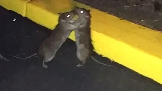 Huge Fighting Rats