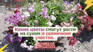 Какие цветы смогут расти на сухом и солнечном участке. Клумба на солнцепеке.🥀🌾🌵