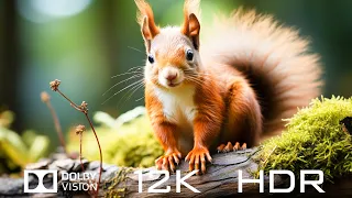 Unique Animals in Dolby Vision 12K HDR 60fps - Relaxing Piano Music with Natural Sounds