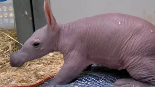 Meet 2018's Cutest Animal Sensation: Winsol the Aardvark