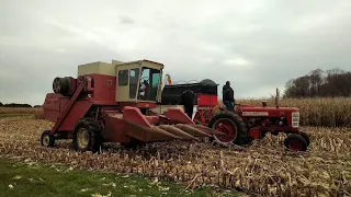 Vintage Corn Harvest 2021! IH 615 Combine and Farmall 450 Diesel.