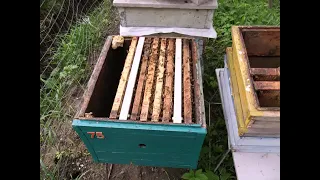 формирование весенних отводков пчел - часть 3