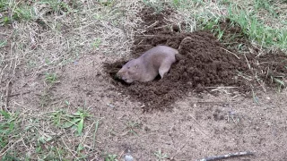 Gopher Digging a Hole