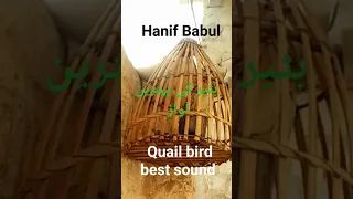 Batair ki awaaz/Quail bird best sound/بٹیر کی بہترین آوازیں