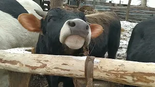 Привесы быков в январе