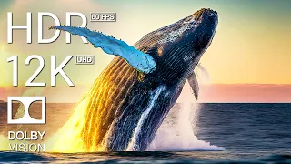 12K HDR 60FPS DOLBY VISION - UNDERWATER WORLD