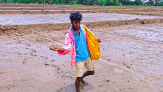 Sowing paddy in the field | Village Life | Rustic Farming Life