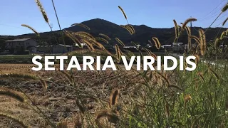 SETARIA VIRIDIS. [ キンエノコロ] ( DAMO, SAGBOT, KUSA, GRASS ] 雑草