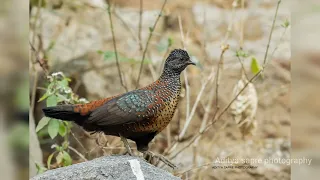 Painted spurfowl male. #wildlifephotography #birds #birdslover #youtubevideo