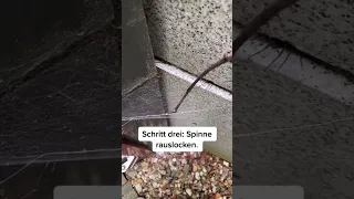 Größte Spinne in Deutschland 🇩🇪🕷️ #tiere #trending #tierliebe #animal #spinne #nature