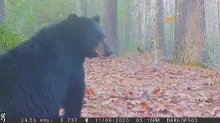 Fall 2020 Trail Cam Videos