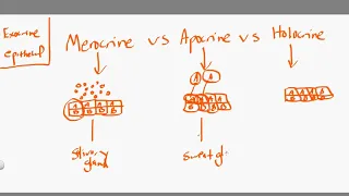 merocrine vs apocrine vs holocrine