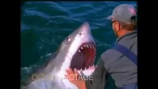 Un homme joue avec un grand requin blanc