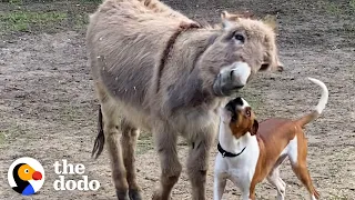 This Donkey And His Pittie BFF Do What??? | The Dodo Odd Couples