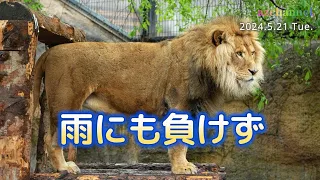 【旭山動物園ライオン】雨の中、櫓に上るオリトとひと遊びを終えたフウとレイ。撮影日5月21日