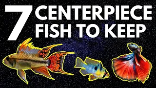 Top 7 Centerpiece Fish for Your Small to Medium Sized Community Aquarium