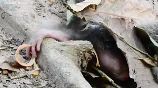 Poorest Newborn Monkey Near Pass away Cos Mom Has Problem After Delivery