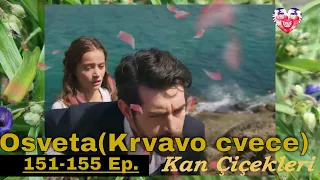 Kan Çiçekleri Episode 151-155 content with translation (Season 2)