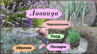 Лаванда. Посадка, уход, обрезка, черенкование.