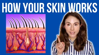 HOW YOUR SKIN WORKS 🤔 Dermatologist @DrDrayzday