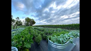 2022 Full Vegetable Garden Tour #4 - Zone 4B #gardening #vegetablegarden #homesteading